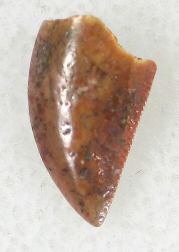Bargain Raptor Tooth From Morocco - #21298